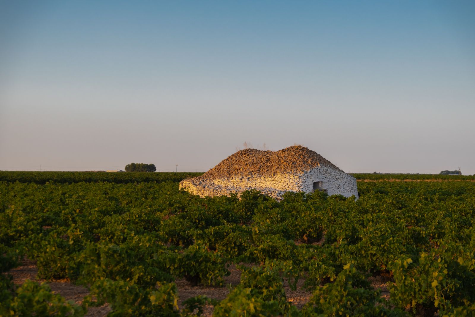 vinicola-de-tomelloso-6