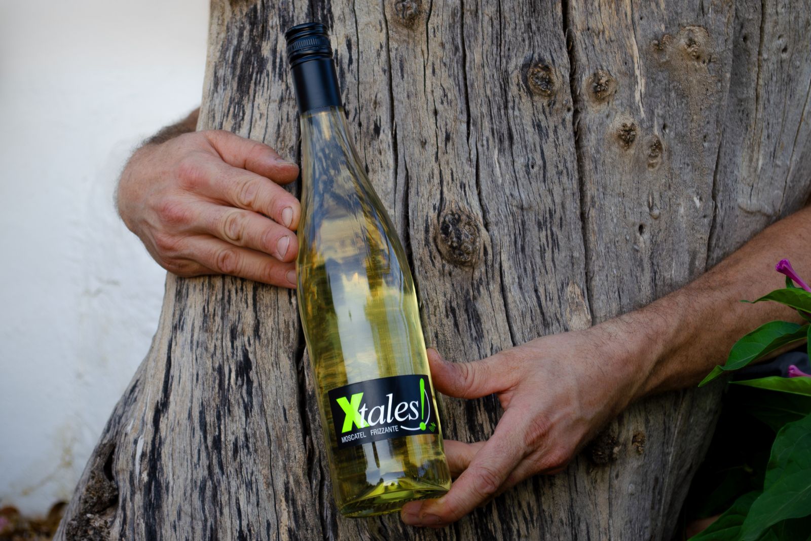 vinicola-de-tomelloso-7